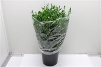 Ruscus Kort  50 cm