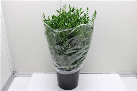 Ruscus Kort  50 cm