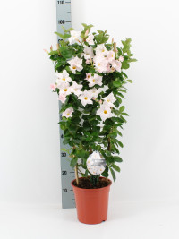 Mandevila Sun Pink 19/75