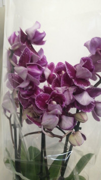 Phal 3-tak Mutant 12/50