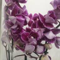 Phal 3-tak Mutant 12/50 - зображення_viber_2024-07-26_09-54-54-883