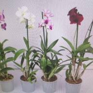 Phal 3-tak Mutant 12/50 - зображення_viber_2024-07-23_15-38-45-024