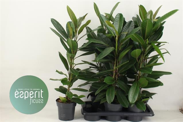 Ficus Be Mix 3 Srt 17/60