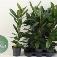 Ficus Be Mix 3 Srt 17/60 - Ficus Americana Guianensis 21