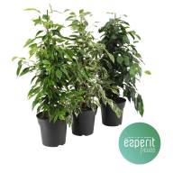 Ficus Be Mix 3 Srt 17/60 - зображення_viber_2025-03-26_15-33-01-388