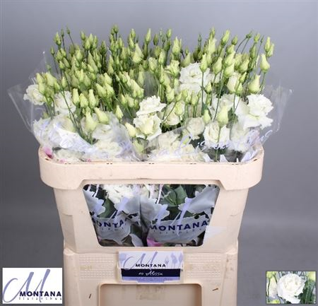 Eus G Alis White - Montana