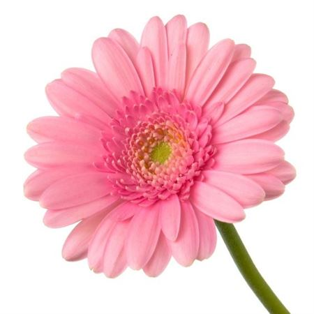 Ge Gr Blossom