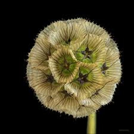 Scabiosa Stellat Zd