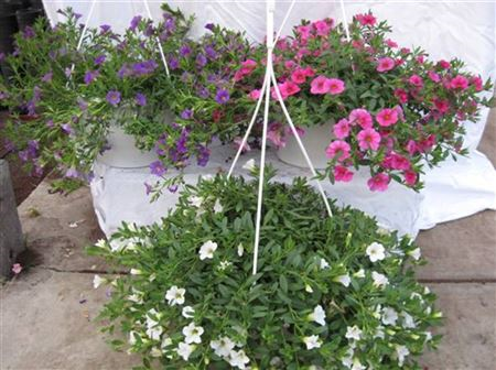 Calibrachoa Tr Petiotat (clock)