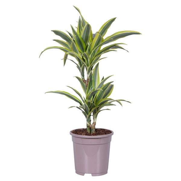 Dracaena De Lemon Lime 24/135