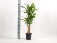 Dracaena Massangeana 2pp 60/30