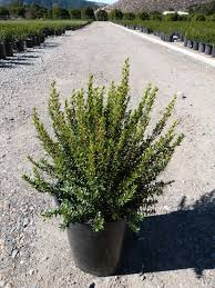 Myrtus Communis 14/30