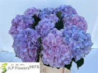 Hydr S Verena Lavender X5 Holland 80