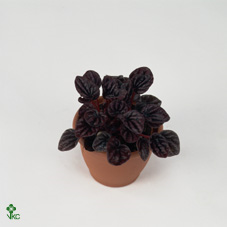 Peperomia Schumi Red