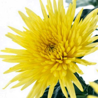 Chr G Anastasia Yellow X10