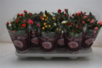 Rosa Bm Mix (grower)