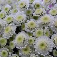 Chr T Stallion 85 g X5 - _n3a8983---close-up-vanilla-sorbet-(1)-640-960
