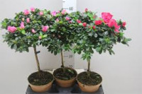 Rhododendron Si Ov 17/30