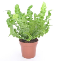 Asplenium Crispy Wave 12/30