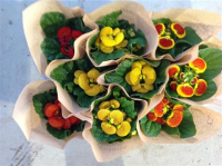 Calceolaria X Herbeohybrida 10/20