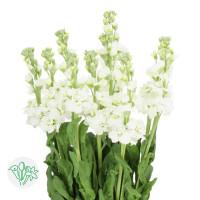 Matthiola White Arrow X10