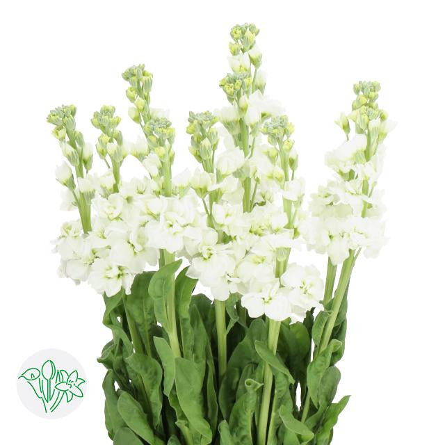 Matthiola White Arrow X10