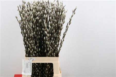 Salix Wilgenkatjes 70 sm