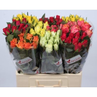 Rose Kiss 2u 60 sm