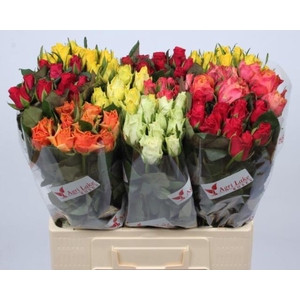 Rose Kiss 2u 60 sm