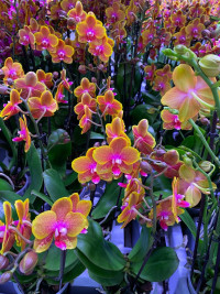 Phal A2 2-tak Lawrence 12/50