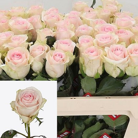 Rose Revival Sweet 70 sm