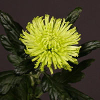 Chr G Anastasia Lime X10