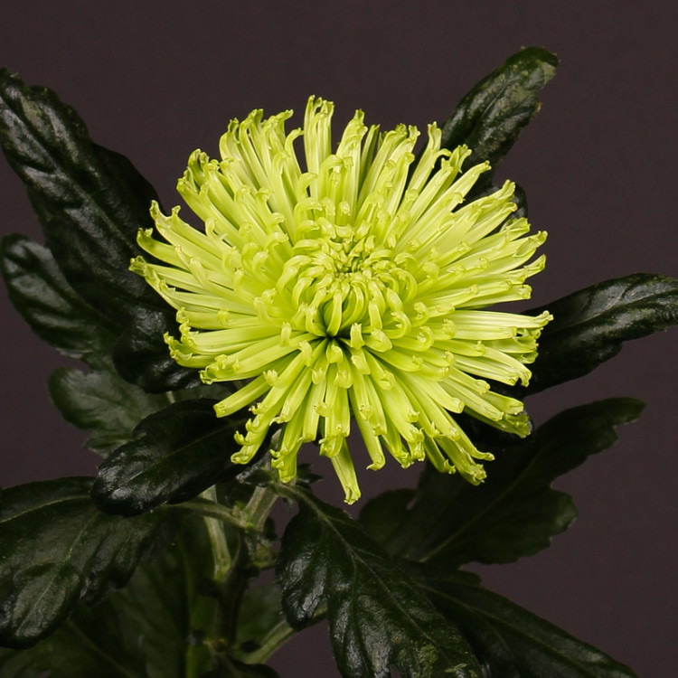 Chr G Anastasia Lime X10