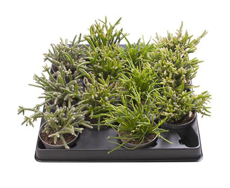 Rhipsalis  25/50
