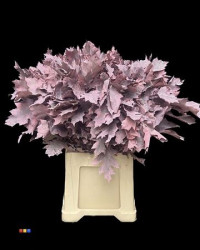Eikeblad Frosted Rose 80 sm