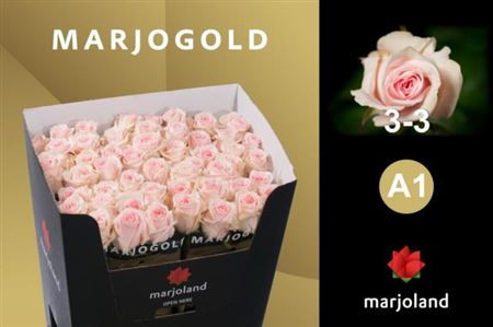 Rose Lovely Dolomit 55 sm