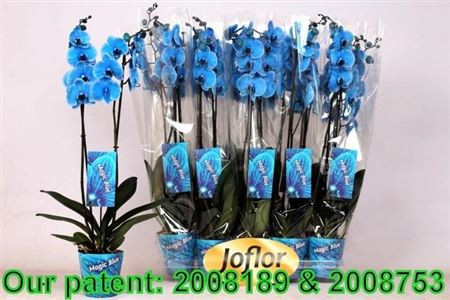 Phal 2-tak Blue 12/70