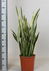 Sansevieria Laurentli 21/75