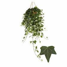 Hedera Helix Eva 9/15