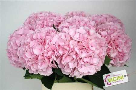 Hydr Z Mariama Pink  X5 Holland 50 cm