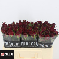 Rose Burgundy 50 sm