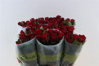 Rose Red Torch 50 sm