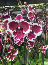 Phal 2-tak Yellow Red VG 12/55