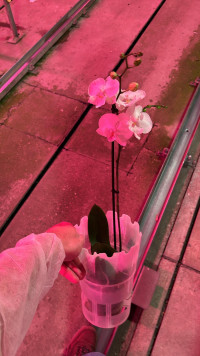 Phal 1-tak Big-Lip White Levo 12/55