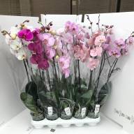 Phal 1-tak Big-Lip White Levo 12/55 - IMG-7d438eabed2640f8fb46bb3ca7395020-V