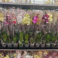 Phal A2 1-tak Phalaenova Mix 12/70 - зображення_viber_2025-03-08_19-41-54-858