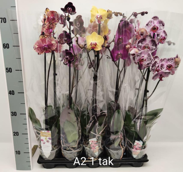 Phal A2 1-tak Phalaenova Mix 12/70
