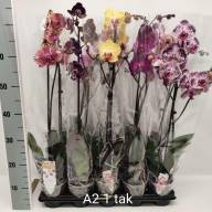 Phal A2 1-tak Phalaenova Mix 12/70 - IMG-cae6b2d5d98becb7dbc877736f1a5963-V