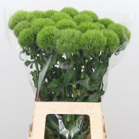 Dianthus Bard Kiwi Mellow 40 sm Holland