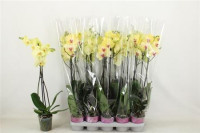 Phal 2-tak Phalaenova White 12/65